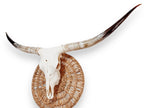 Crânio Real de Touro - Chifre LongHorn