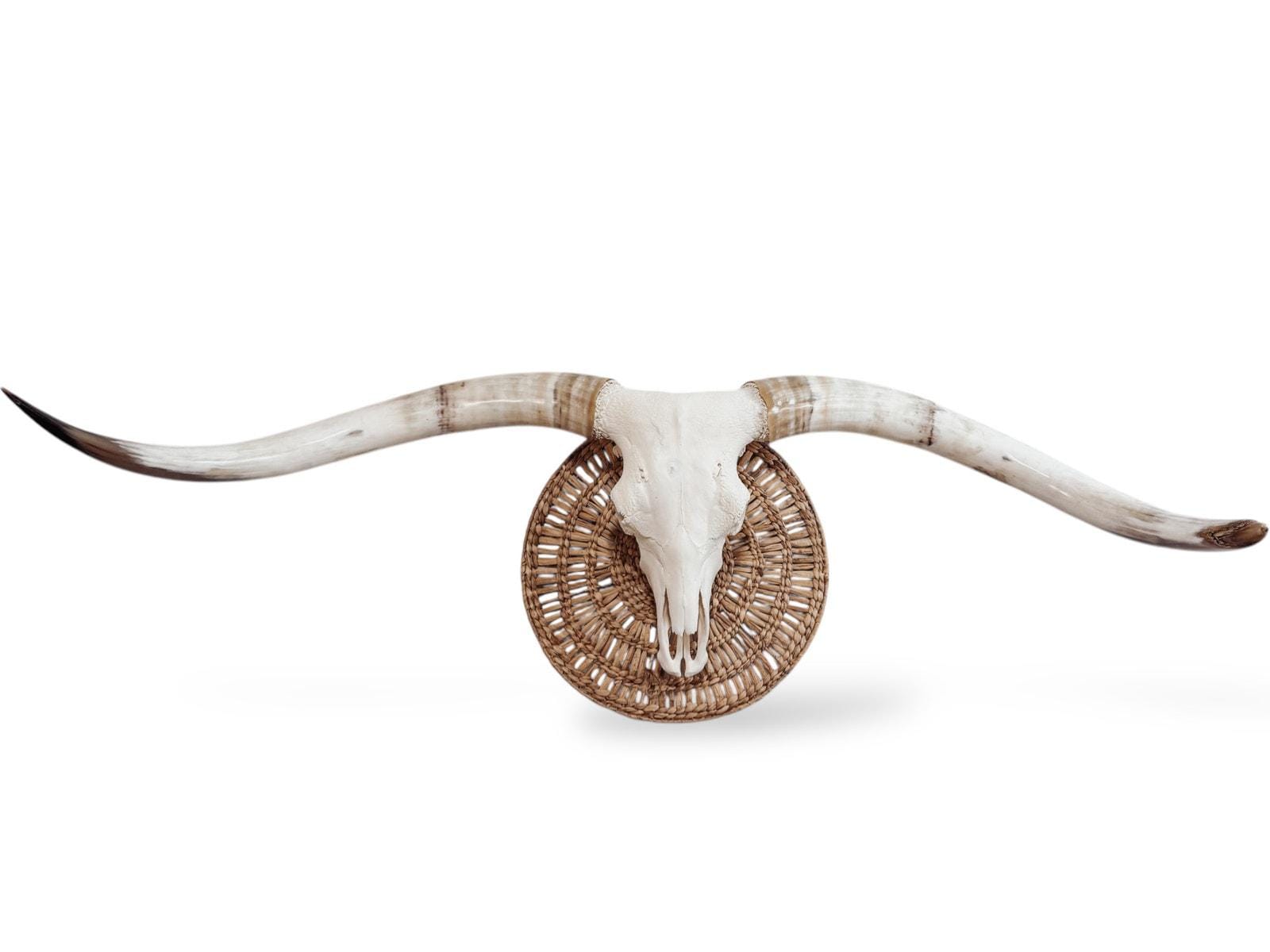 Crânio Real de Touro - Chifre LongHorn